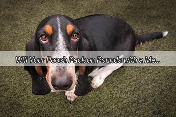 Will Your Pooch Pack on Pounds with a Meaty Diet Unveiling the Truth